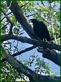 zwermen vogels